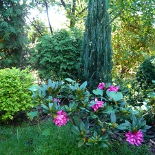 Conifers, grass, Flowers