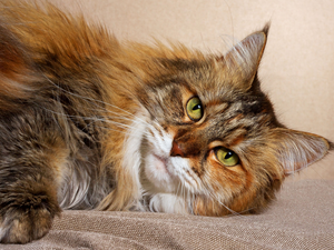 cat, lying, Maine Coon