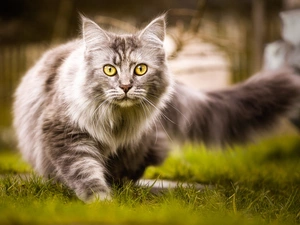 grass, cat, Maine Coon