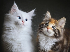 Maine Coon, Two cars, cats