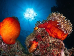 ligh, fish, flash, Corals, cay, sun, luminosity