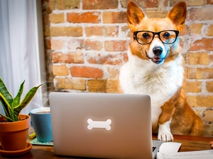 laptop, Funny, Welsh corgi pembroke, Glasses, dog