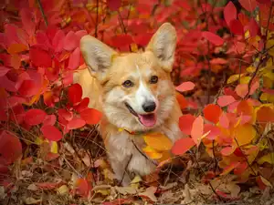 Red, Leaf, Welsh corgi pembroke, Bush, dog