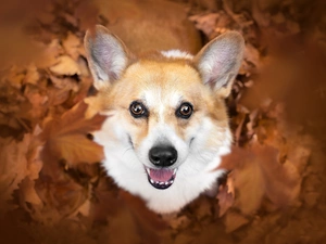 ears, mouth, Welsh corgi pembroke, Leaf, dog