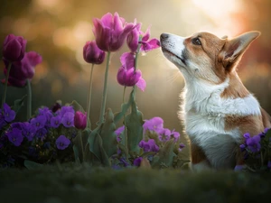 Tulips, pansies, Welsh corgi pembroke, Flowers, dog