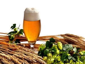 Beer, hop, composition, corn
