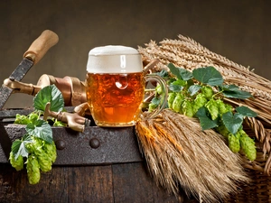 mug, composition, hop, corn, barrel, Beer
