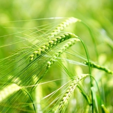 corn, barley, Ears