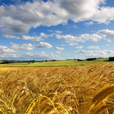 Sky, clouds, corn, White