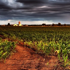 Sky, cultivation, corn-cob, clouds