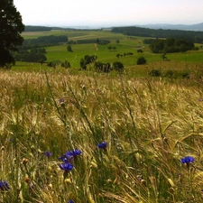 cornflowers, Field, corn