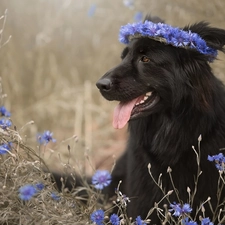 Flowers, Black German Shepherd Dog, dog, cornflowers