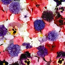 cornflowers, pansies, Flowers, phlox, color