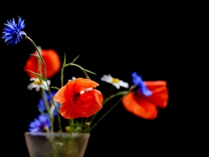 Vase, papavers, daisies, cornflowers