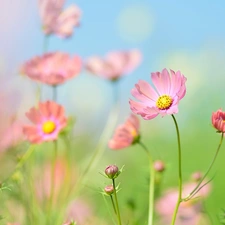 Flowers, Buds, blur, Cosmos