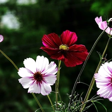 Cosmos, color, Flowers