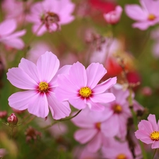 Pink, rapprochement, Flowers, Cosmos