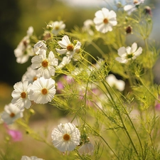 White, Flowers, garden, Cosmos