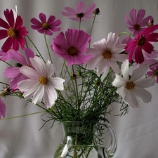 Cosmos, purple, White