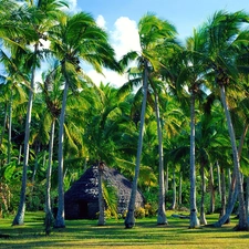 Cottage, Palms, forest