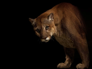 cougar, darkness