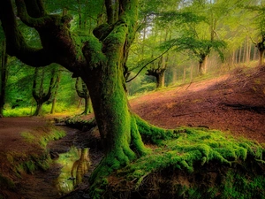 Gorbea National Park, Otzarreta forest, stream, mossy, viewes, Basque Country, Spain, trees