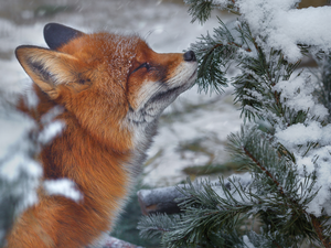 ginger, A snow-covered, twig, Fox