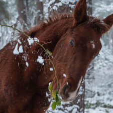 Brown, A snow-covered, twig, Horse