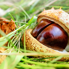 chestnut, skin, grass, cracked