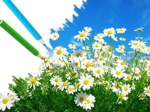 Camomiles, Sky, Spring, crayons
