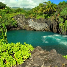 jungle, creek