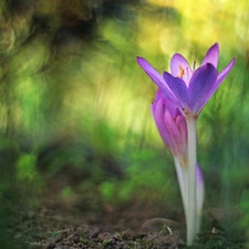 crocus, colchicum, Autumn