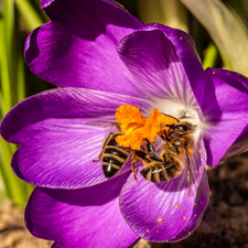 Bees, Colourfull Flowers, crocus