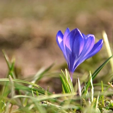 blue, crocus