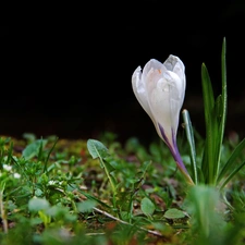 Colourfull Flowers, White, crocus