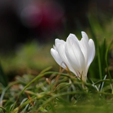 Colourfull Flowers, White, crocus