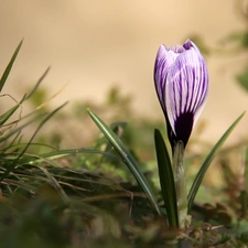 Spring, white Lilac, crocus