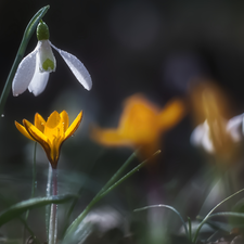 crocus, Snowdrop, Yellow