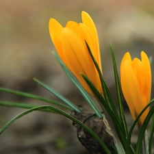 Yellow, crocus