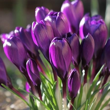 crocuses