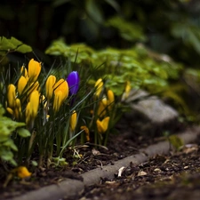 crocuses