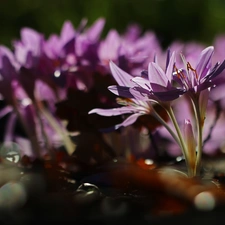 crocuses, colchicums, Autumn