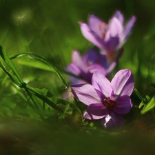 crocuses, colchicums, Autumn