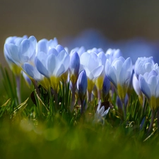 crocuses, Spring, Flowers