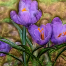 purple, crocuses