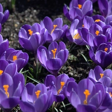 crocuses, Flowers, purple