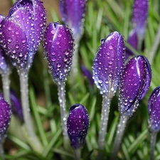 wet, crocuses