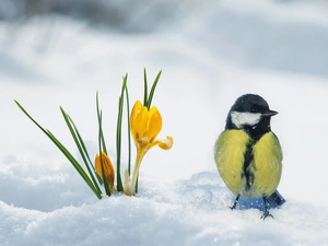 winter, Bird, tit, crocuses