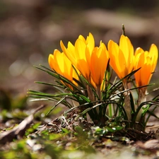 Yellow, crocuses