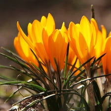 Yellow, crocuses